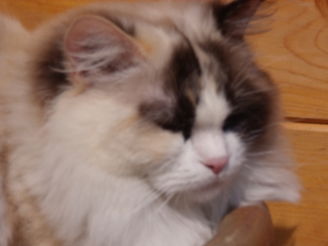 tortie