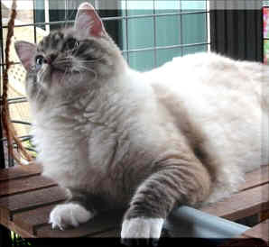 Mitted