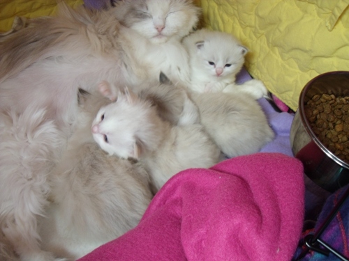 avangeline_kittens