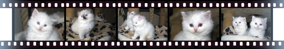 filmstrip2