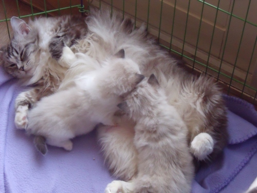 miss_bounty_kittens