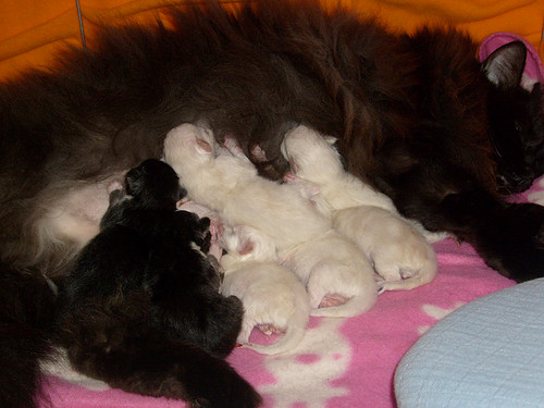 yalena_kittens
