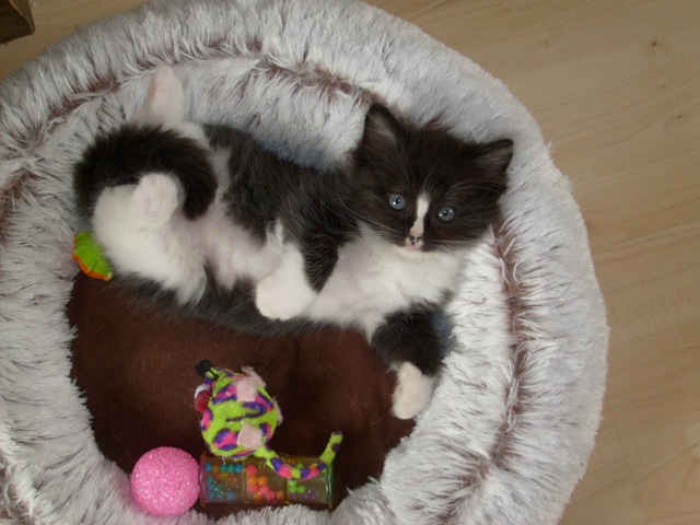 yalena-kitten1