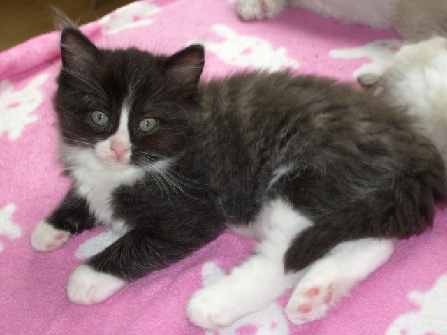 yalena-kitten2